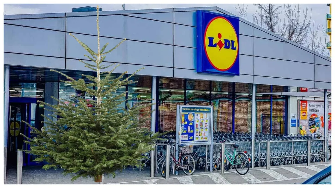 EXCLUSIV LIDL scoate la ofertă brazi naturali de Crăciun, la un preț excepțional. Se dau ca pâinea caldă!
