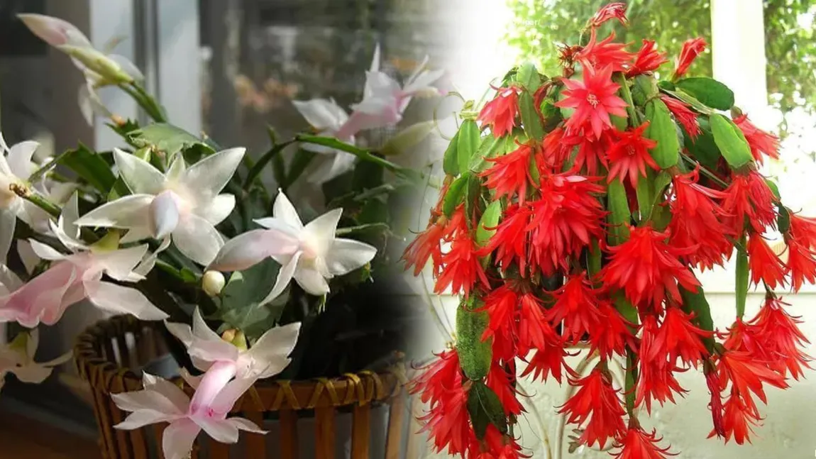 Cactusul de Crăciun, planta care trăiește peste 100 de ani. Cum trebuie îngrijită această floare specială