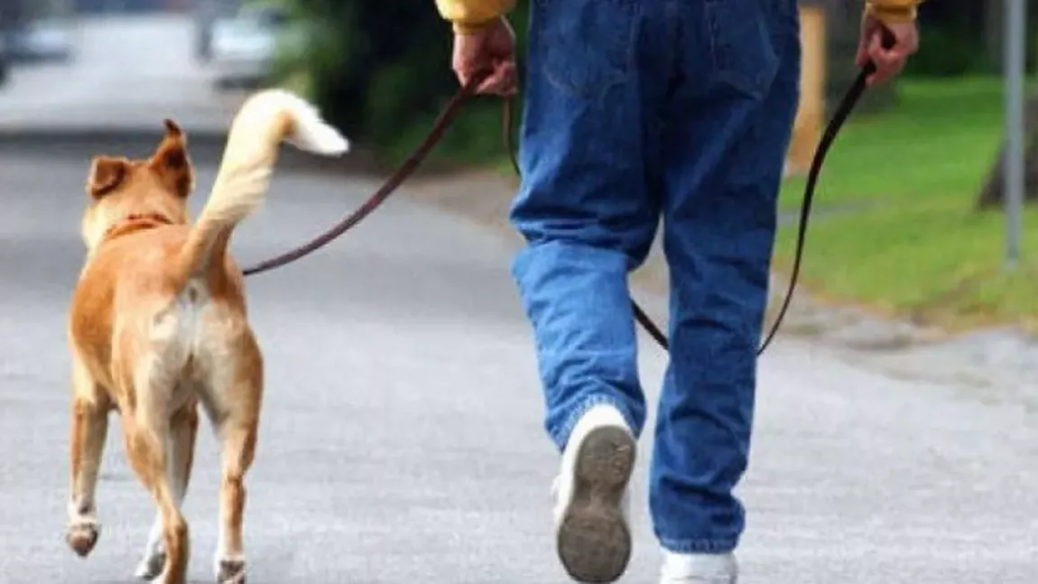 Amendă de până la 1.000 de euro pentru proprietarii de câini care nu respectă noile reguli. Ce trebuie să aibă mereu la ei, ca să nu fie sancţionaţi