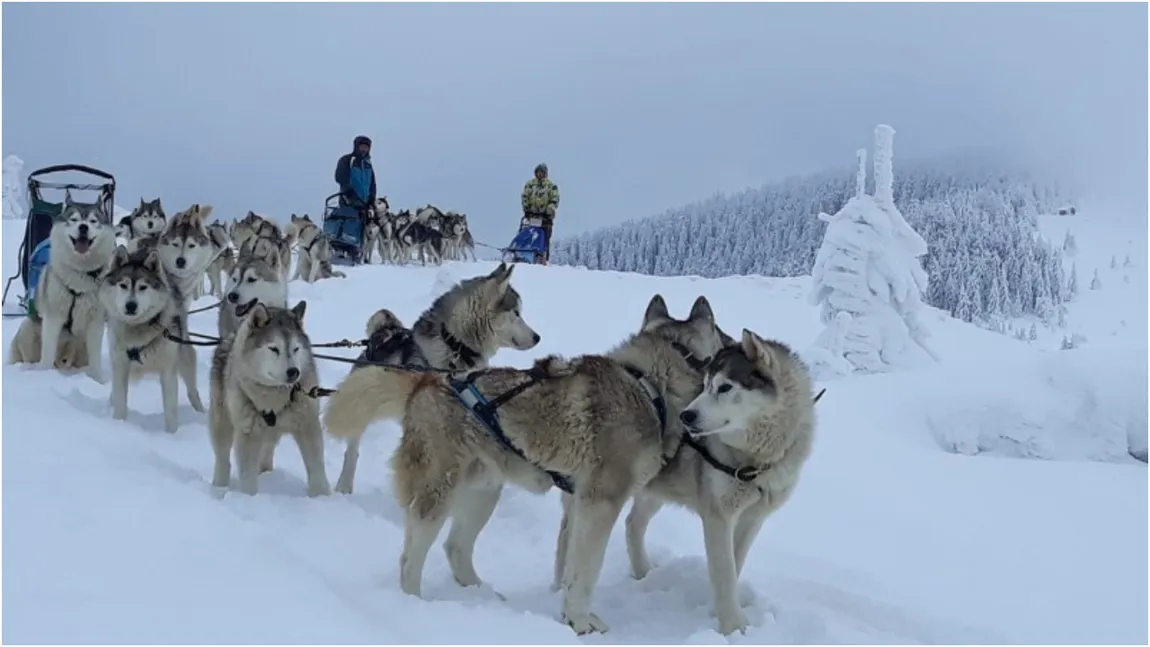 Stațiunea desprinsă din basme din România care încântă turiștii. Peisaje autentice de iarnă și plimbări cu săniile trase de câini Husky