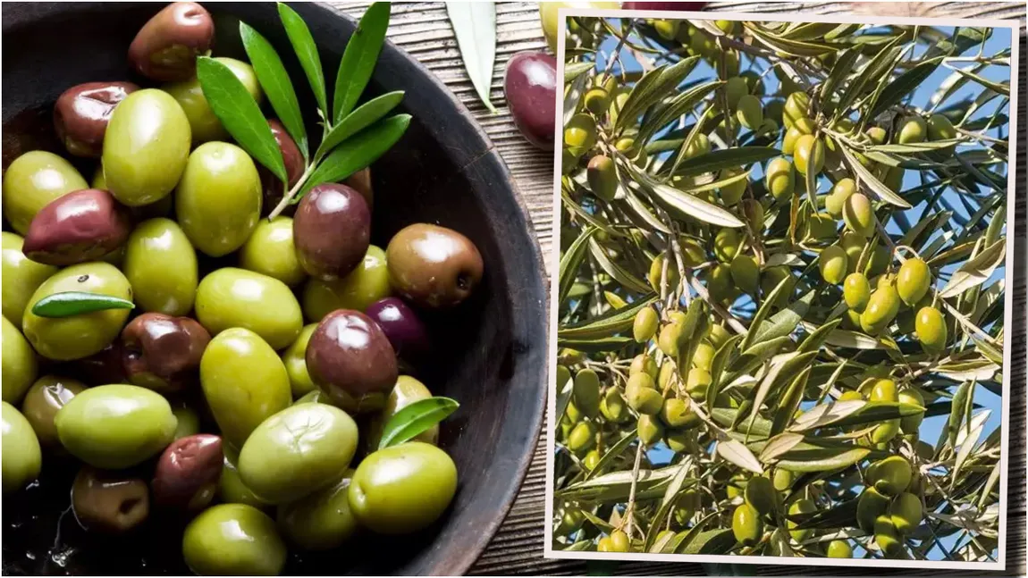 Măslinele, legume sau fructe? Puțini români știu să răspundă corect la întrebare