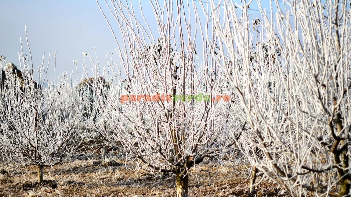 Cum se îngrijesc pomii fructiferi iarna. Puțină lume știe de ce cantitatea de apă au nevoie