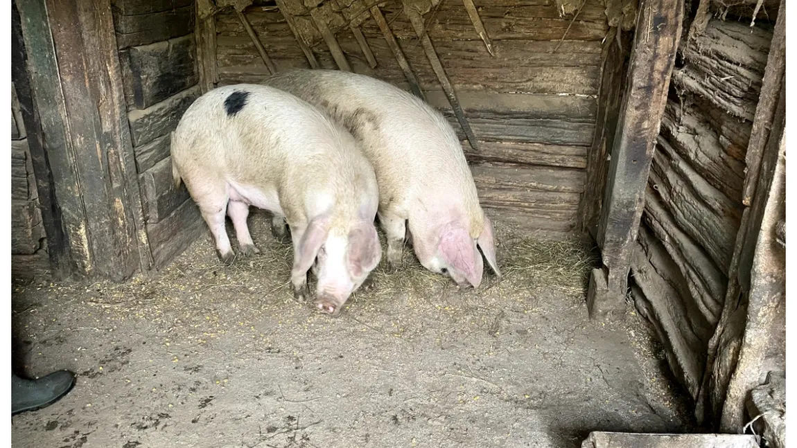 Porcul de Crăciun, împărțit de românii care nu-și permit să cumpere unul întreg: ”E mai convenabil”. Cât a ajuns să coste kilogramul de carne