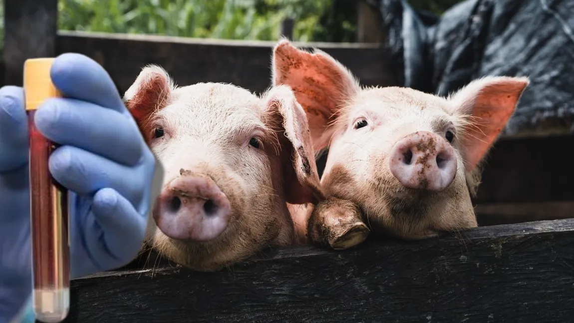 Testul de 30 de lei care te poate lăsa fără porc de Crăciun, plus o amendă de la 2.000 la 12.000 de lei