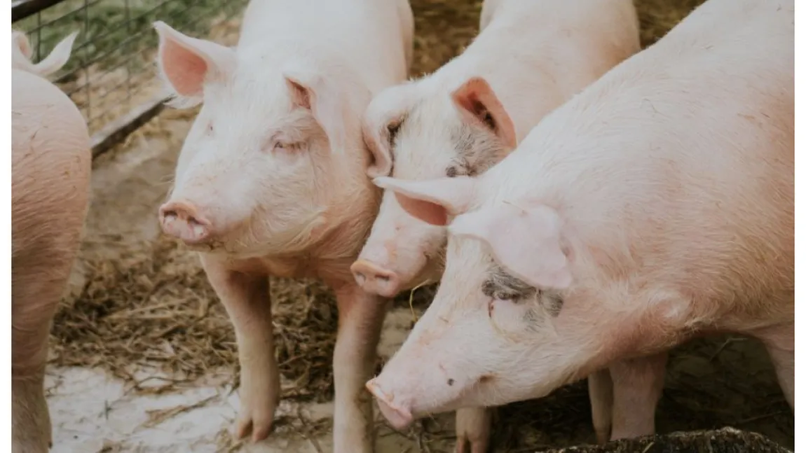 Preț porc de Crăciun 2024. Cât costă un porc în viu de 100 de kg înainte de sărbători. Sfaturi importante de la ANSVSA pentru cei care cumpără din piețe sau târguri