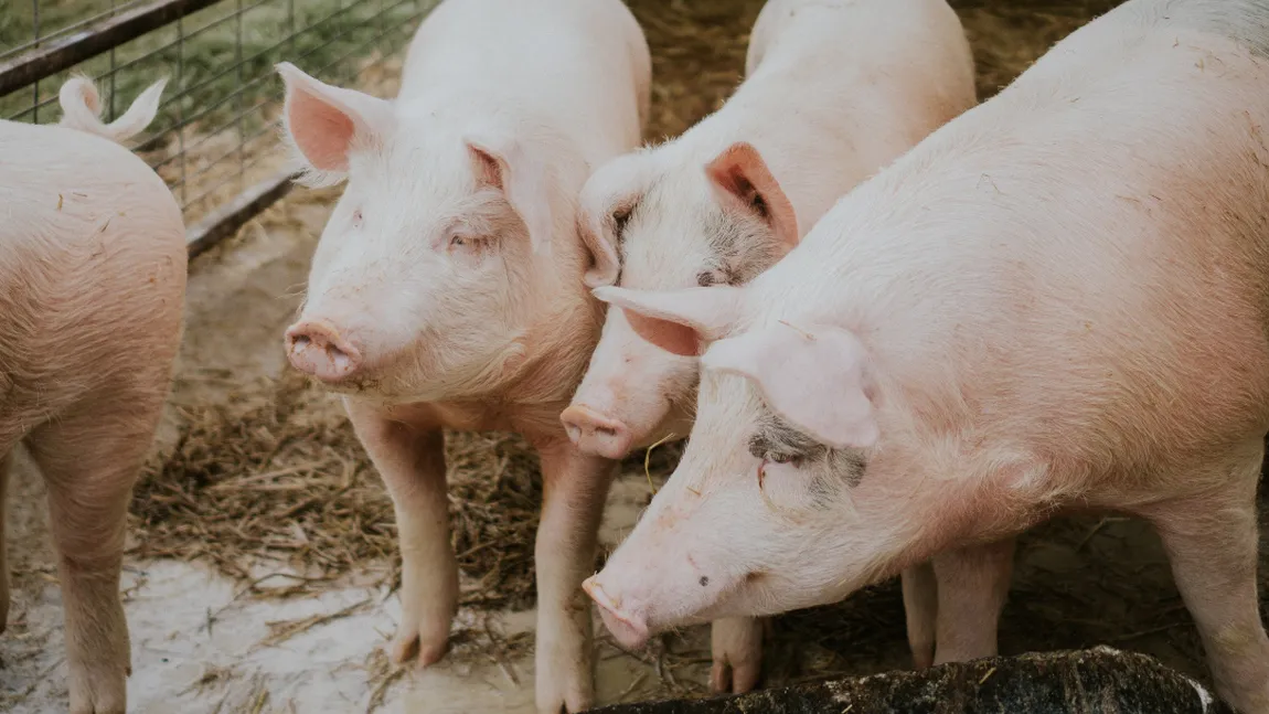 Atenție, risc major de îmbolnăvire! La ce trebuie să fim foarte atenți când mâncăm carne