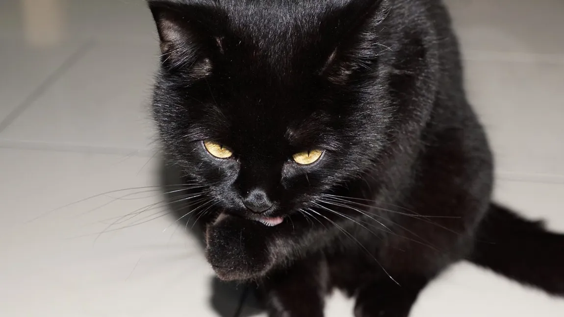 Top superstitii de An Nou. Ce să faci şi ce să nu faci de Revelion 2025 ca să îţi meargă bine la anul