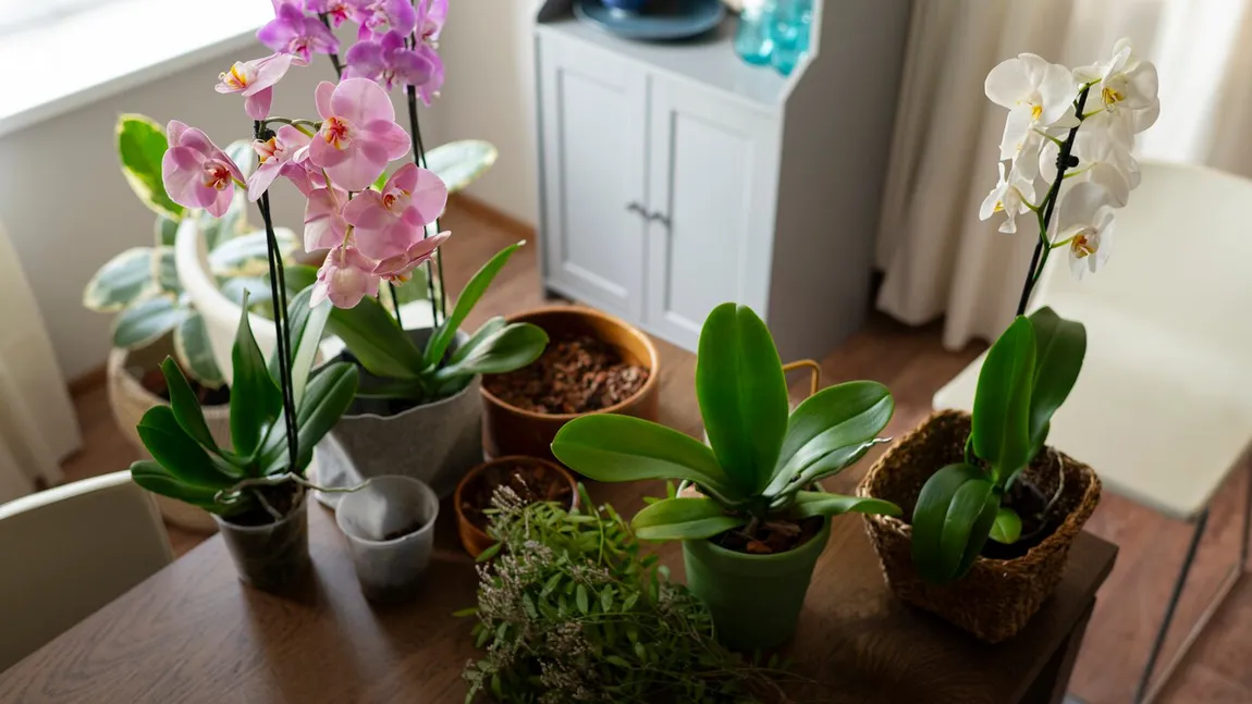 Secretul florăreselor pentru cele mai frumoase plante de apartament. Așa capătă culori deosebite și aspect strălucitor