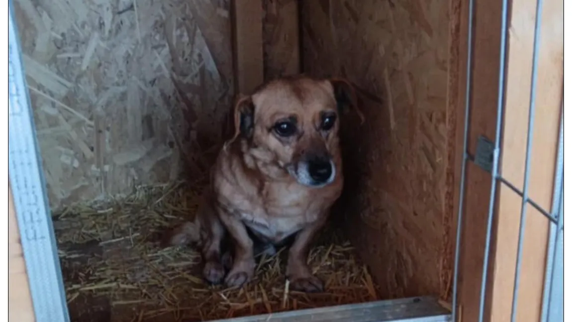 El este Marinel, cățelul care a fost adus înapoi la adăpostul de animale după cinci ani. Fugărea găini, iar familia sa a vrut să scape de el
