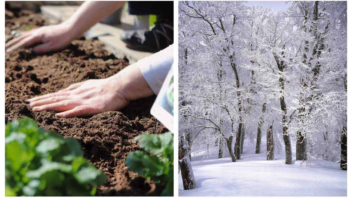 Ce flori și legume se plantează în ianuarie. Secretul grădinarilor pentru o recoltă bogată