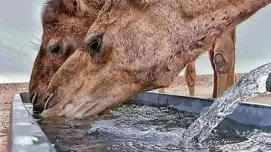 Animalul care bea apă sărată, mănâncă spini și are câte două pleoape pe fiecare ochi. Știi care e?