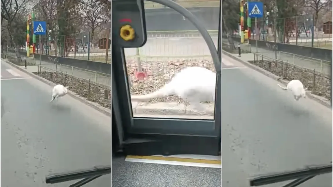 VIDEO Apariție inedită în Capitală: un cangur alb străbate străzile din Rahova spre deliciul trecătorilor. Cui aparține mamiferul