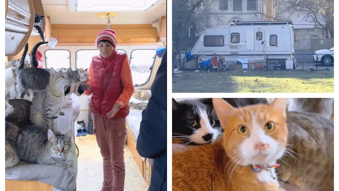 Povestea femeii din București care trăiește într-o rulotă cu 45 de pisici: ”Le-am luat să le castrez și am rămas cu ele”