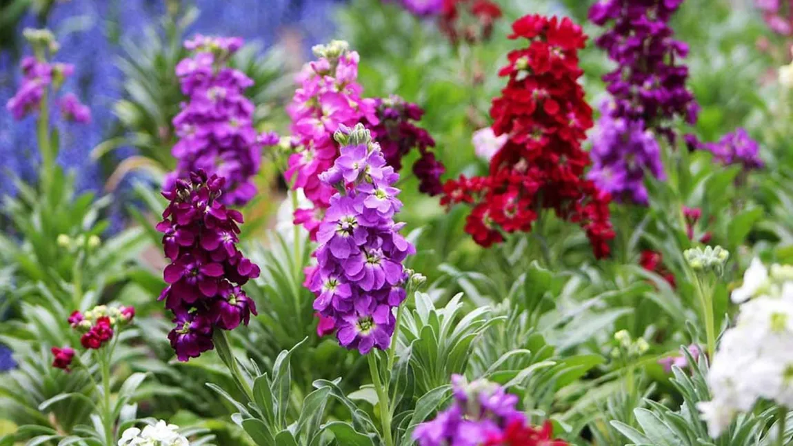 Cea mai frumoasă floare care se plantează iarna, are un parfum deosebit și oferă o pată de culoare oricărei locuințe