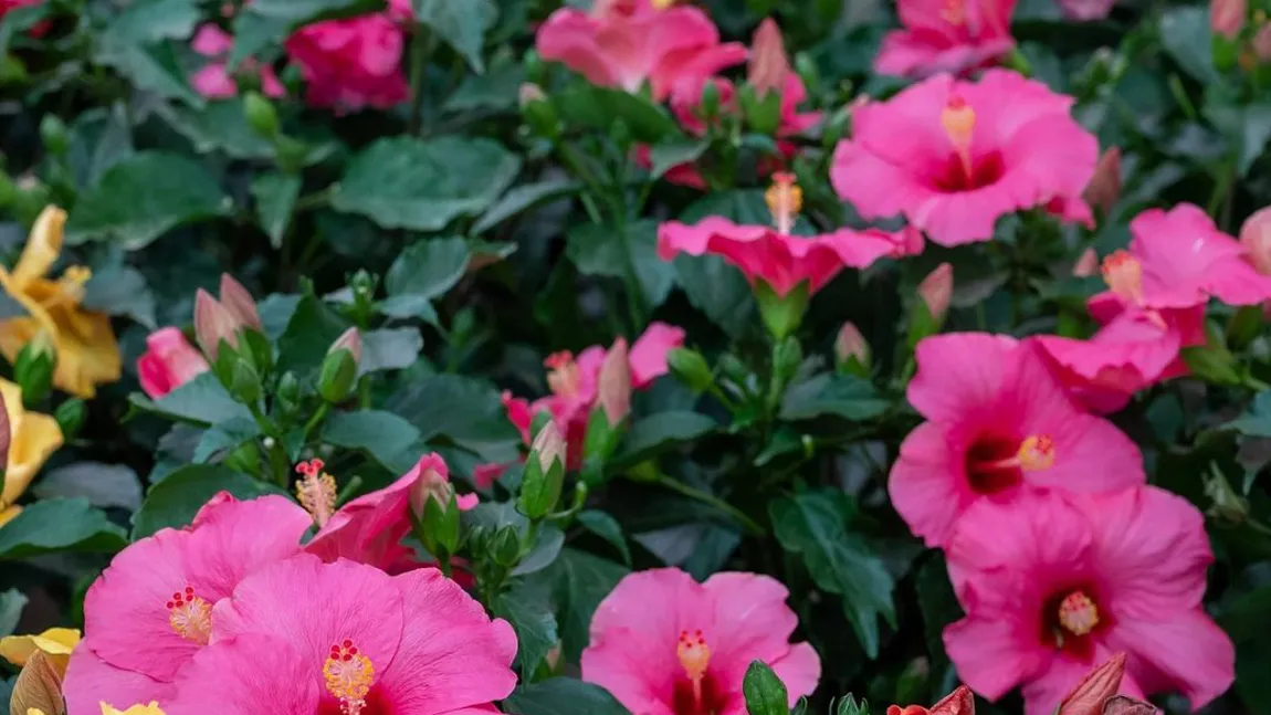 Trandafirul japonez (Hibiscus): Șapte sfaturi pentru a crește o plantă frumoasă și sănătoasă