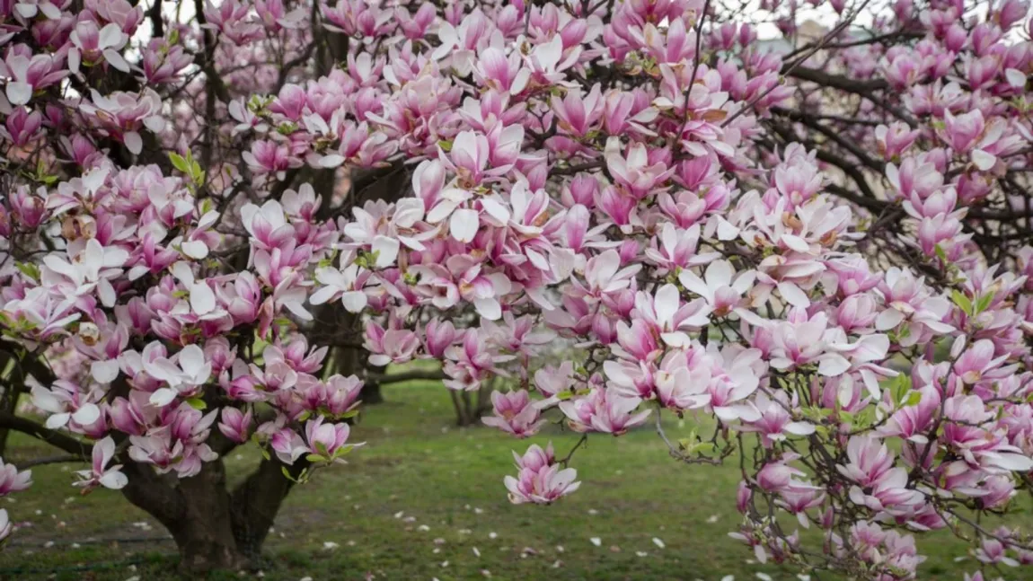 Trucul care face ca magnolia să înflorească spectaculos primăvara. Pașii pe care trebuie să-i urmezi