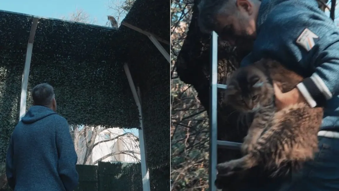 Pisica premierului Ciolacu a rămas blocată în copac, iar gestul său de salvare a devenit viral pe TikTok: „Pe noi când ne salvaţi?” VIDEO