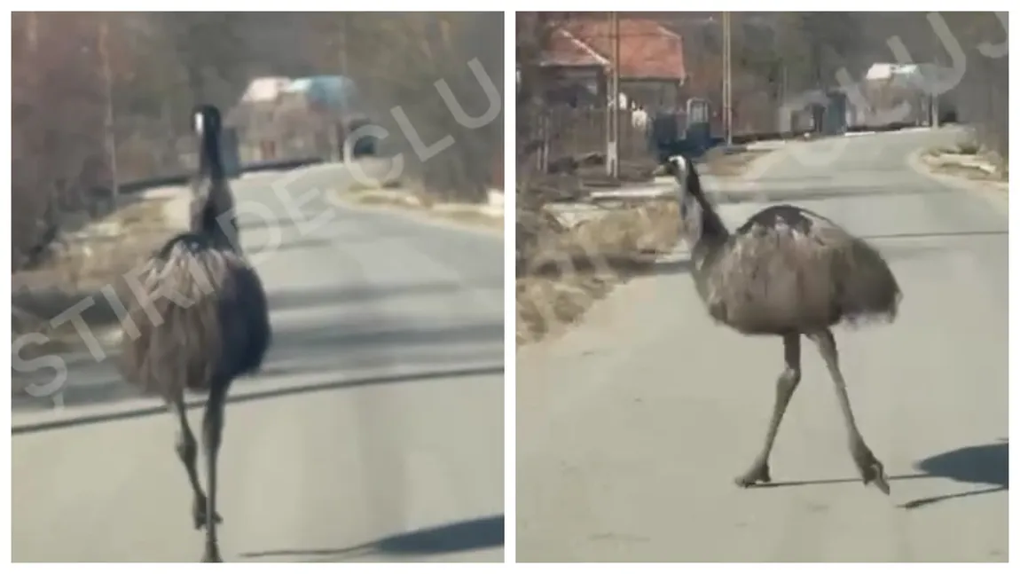 VIDEO Păsări exotice în mijlocul drumului, în Cluj. Un internaut a fost șocat când a văzut două păsări Emu nestingherite