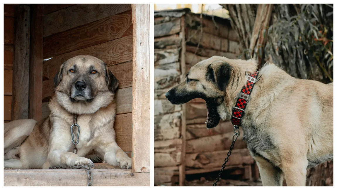 Locuiești la casă și ai câine în curte? Ești amendat cu 500 de lei dacă nu respecți ce spune legea!