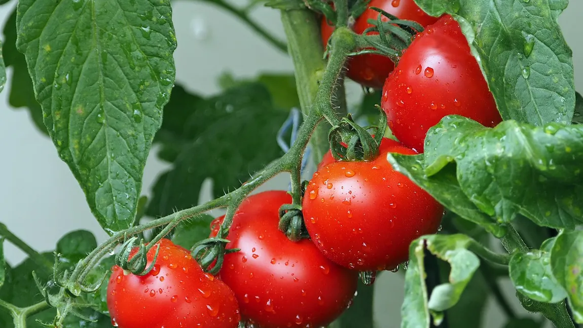 Programul Tomata 2025. Anunțul de ultimă oră făcut de ministrul Agriculturii: ”Schimbăm sistemul de finanțare”