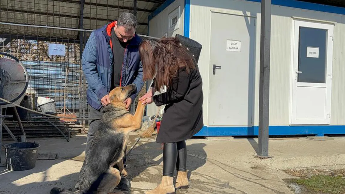 VIDEO Momente emoţionante cu Lessie! O căţeluşă speriată de petarde a fost găsită după aproape două luni VIDEO