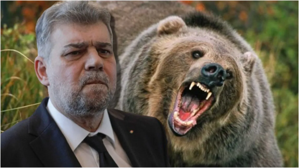 Marcel Ciolacu cere măsuri urgente după ce șeful salvamont Predeal a fost atacat de urs: ”Viața românilor este mai importantă decât orice!”