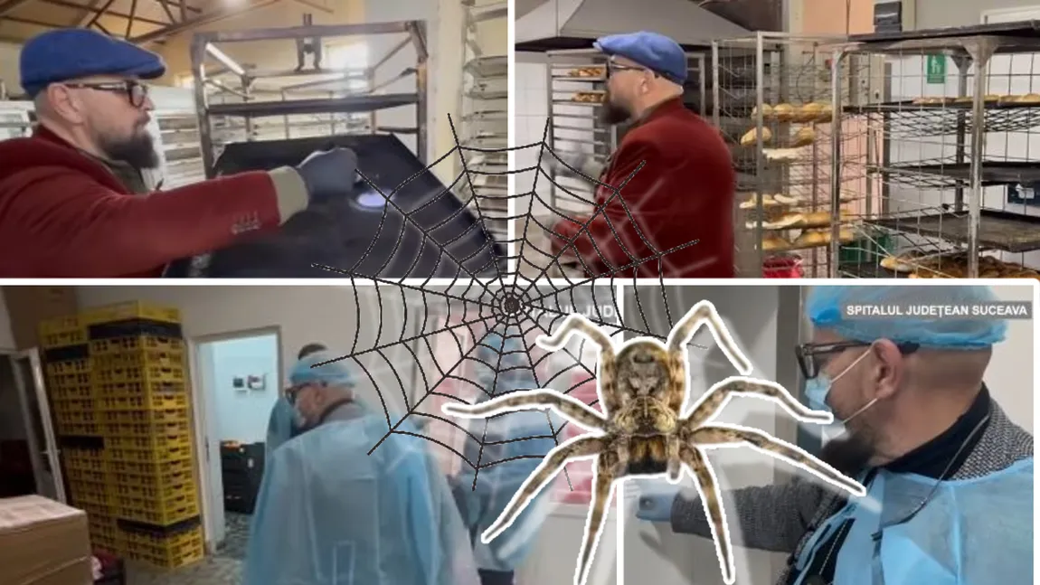 Piedone a găsit păianjeni într-un local: 
