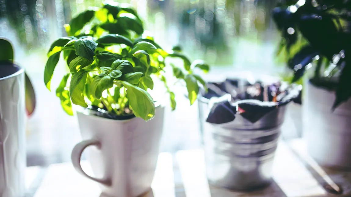 Planta care nu trebuie să-ți lipsească din casă în luna martie. Aduce noroc și prosperitate