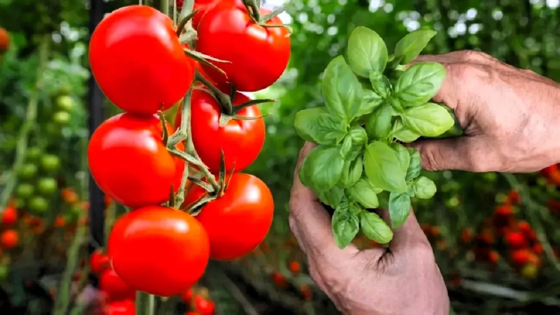 Plantează busuioc între rândurile de roșii. Le îmbunătățește aroma și le apără de dăunători
