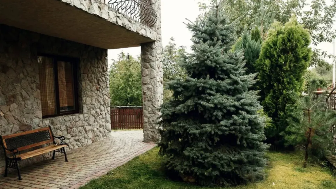 Motivele pentru care nu ar trebui să plantezi brazi în curte. Ce riști să pățești, potrivit superstițiilor