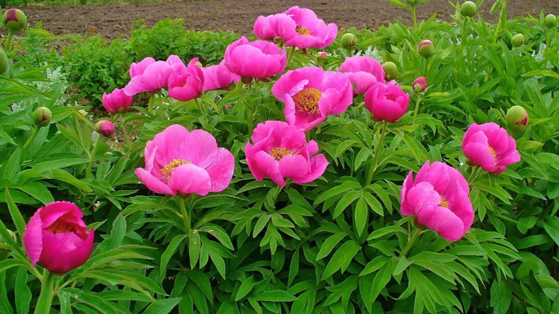 Ce trebuie să faci pentru a avea bujori perfecți în grădina ta. Îngrășământul natural care trebuie aplicat