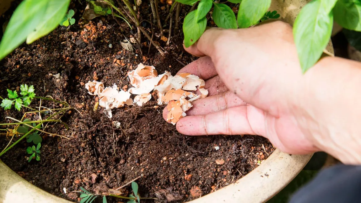 De ce să pui coji de ouă la rădăcina florilor. Trucul grădinarilor pricepuți pentru flori frumoase și sănătoase