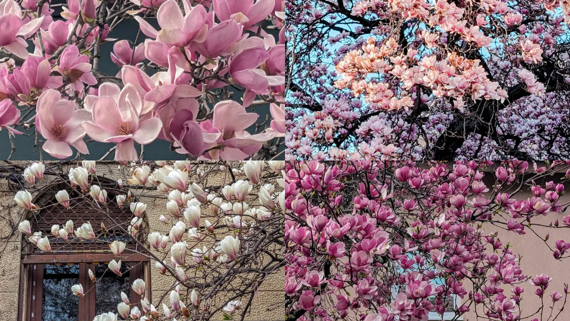 Cum se îngrijește magnolia pentru a te bucura de flori superbe primăvara