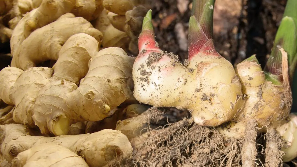 Cum să crești ghimbir la tine acasă, în grădină sau ghiveci. Cultivarea acestuia este mai simplă decât ai crede