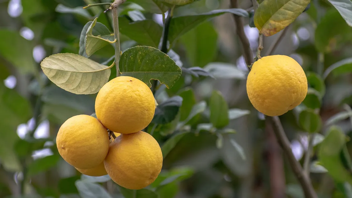 Cum să păstrezi lămâile timp de trei luni. Trucurile geniale care te ajută să te bucuri de fructe proaspete mai mult timp