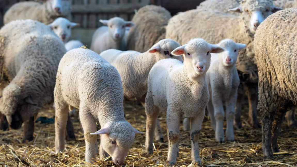 ANSVSA, sprijin pentru crescătorii de animale, în contextul restricțiilor impuse de focarul de pestă a micilor rumegătoare