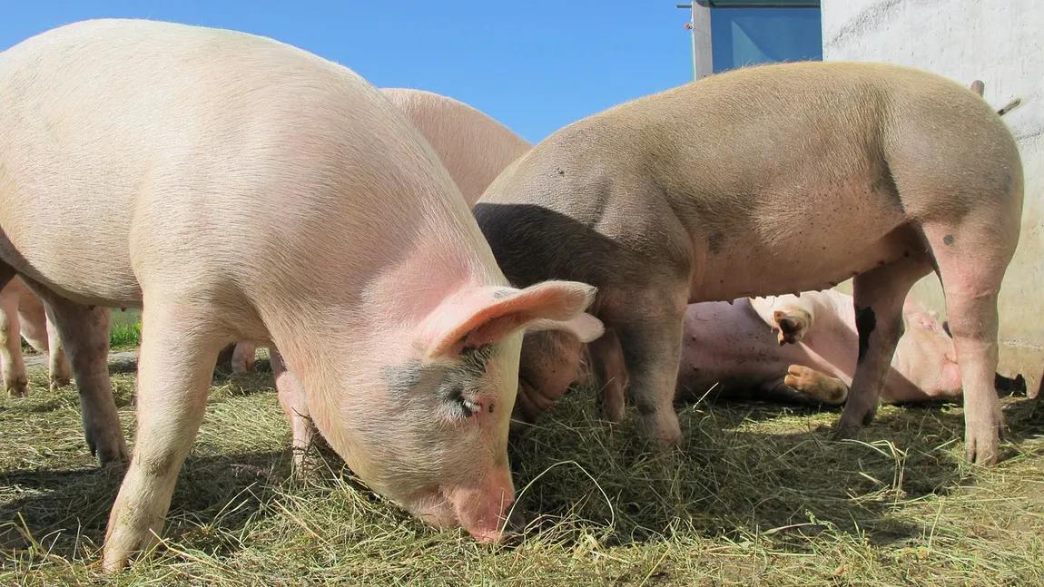 Amenzi uriașe pentru românii care cresc porci în propria curte. Se schimbă legea!