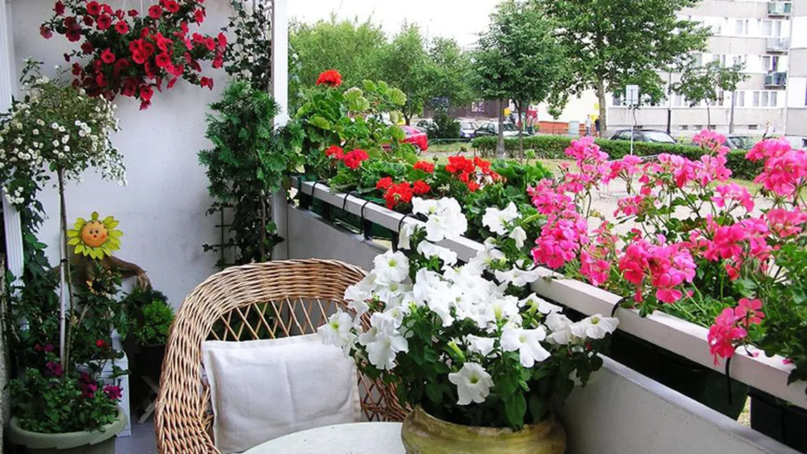 Ai mușcate în balcon la bloc. Riști amenzi de 1.500 lei dacă nu respecți aceste reguli