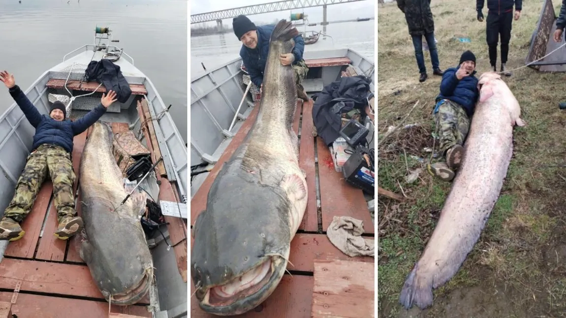 RECORD Somn uriaş, de aproape 3 metri şi 137 de kilograme prins pe Dunăre. Este visul oricărui pescar VIDEO