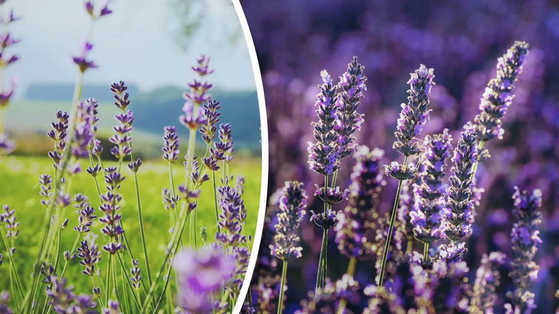 Trucuri pentru ca lavanda să crească frumos la tine în grădină. Secretul dezvăluit de grădinarii cu experiență