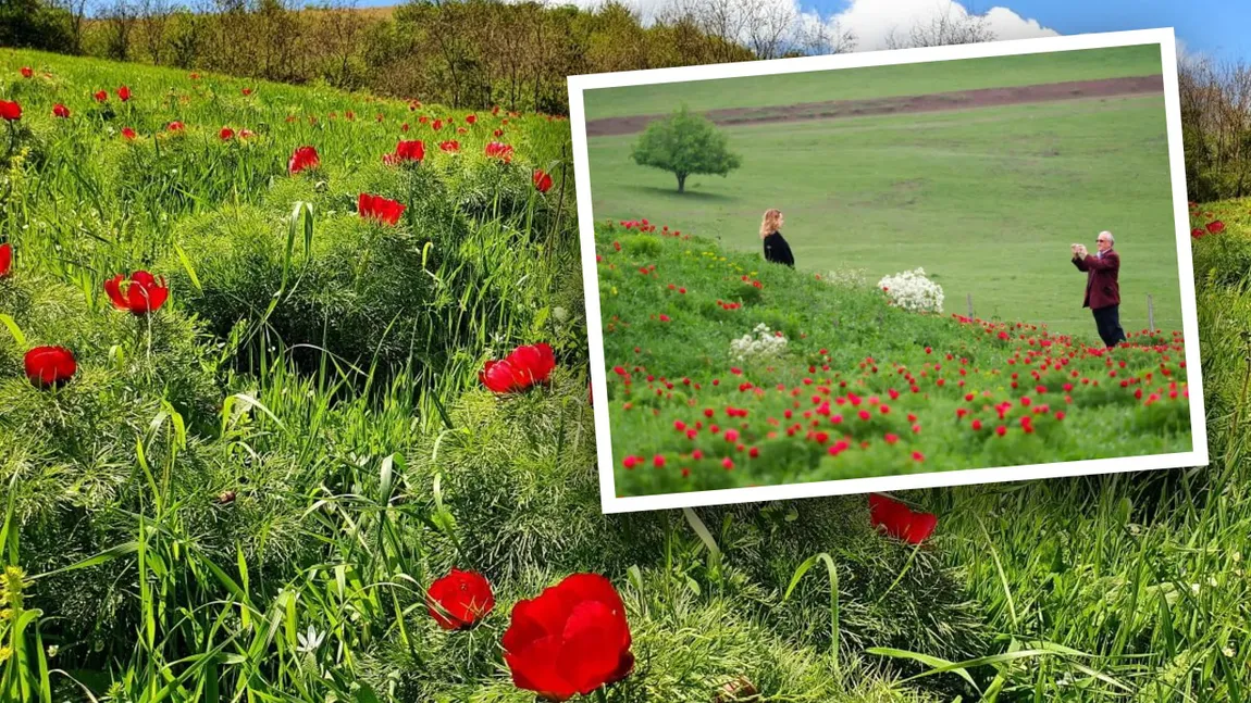 S-a deschis sezonul de vizitare la Rezervația de Bujori de Stepă.  Zeci de mii de flori așteaptă turiști din toată țara