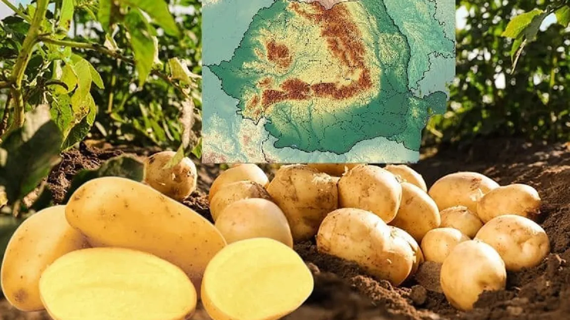 Această legumă produsă în România este vedetă pe piețele externe. Deși cererea este tot mai mare, producția românească a intrat în declin