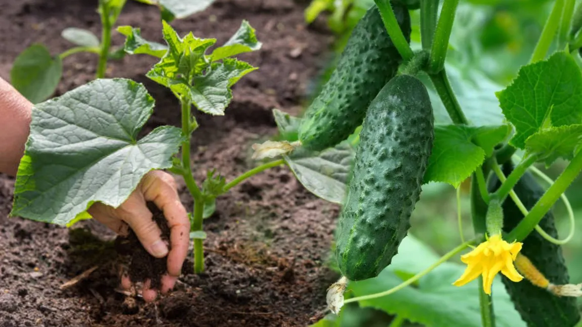 Cum se plantează corect castraveții pentru a avea o recoltă bogată. Trucul simplu folosit de agricultorii cu experiență