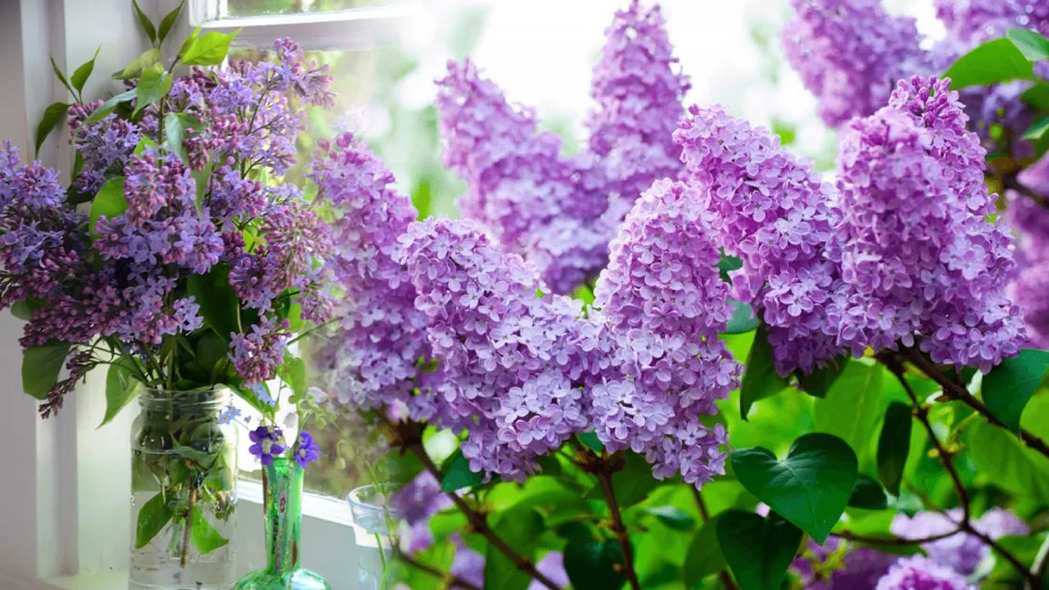 Trucuri care te ajută să te bucuri mai mult timp de florile de liliac puse în vază