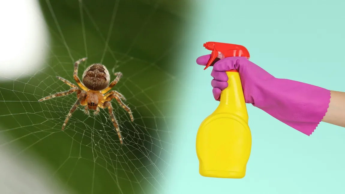 Cum scapi de pânza de păianjen din casă. Soluția naturală care elimină musafirii nepoftiți din locuință