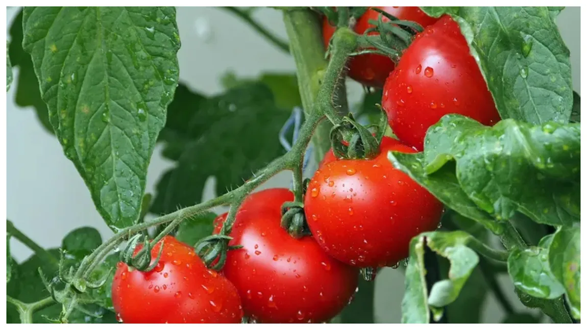 Cocktail natural pentru roșii mari și sănătoase. Secretul micilor fermieri