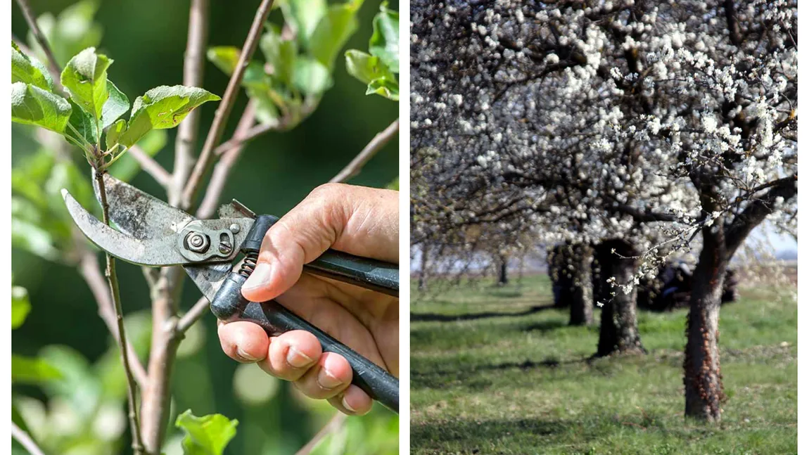 Care sunt pomii fructiferi pe care e musai să-i tai în aprilie. Sfaturi importante pentru o recoltă bogată