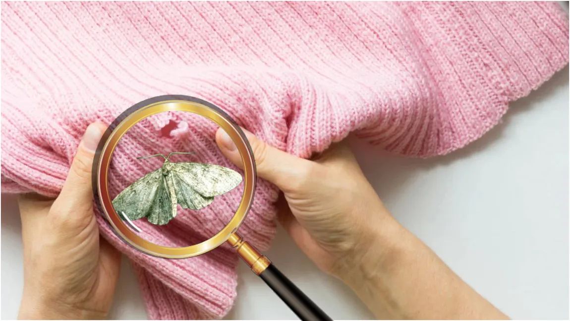 Trucurile care te ajută să scapi de moliile din casă. Soluțiile naturale la îndemâna oricui