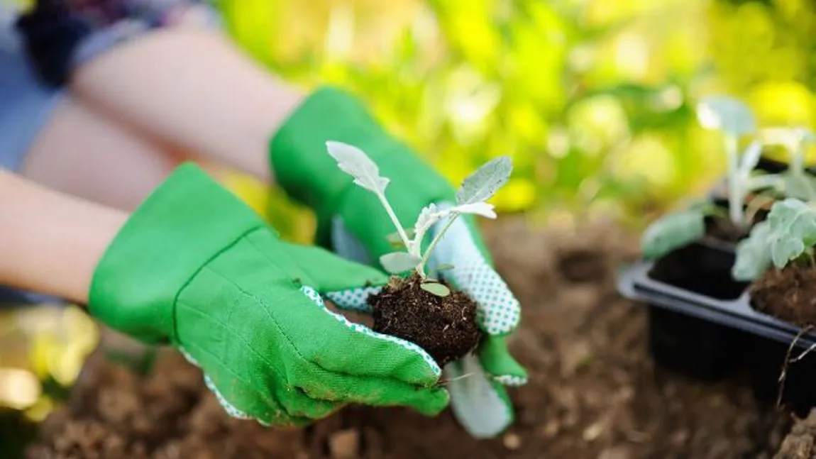 Legumele pe care nu trebuie să le replantezi an de an. Plantele pe care merită să le ai în grădină