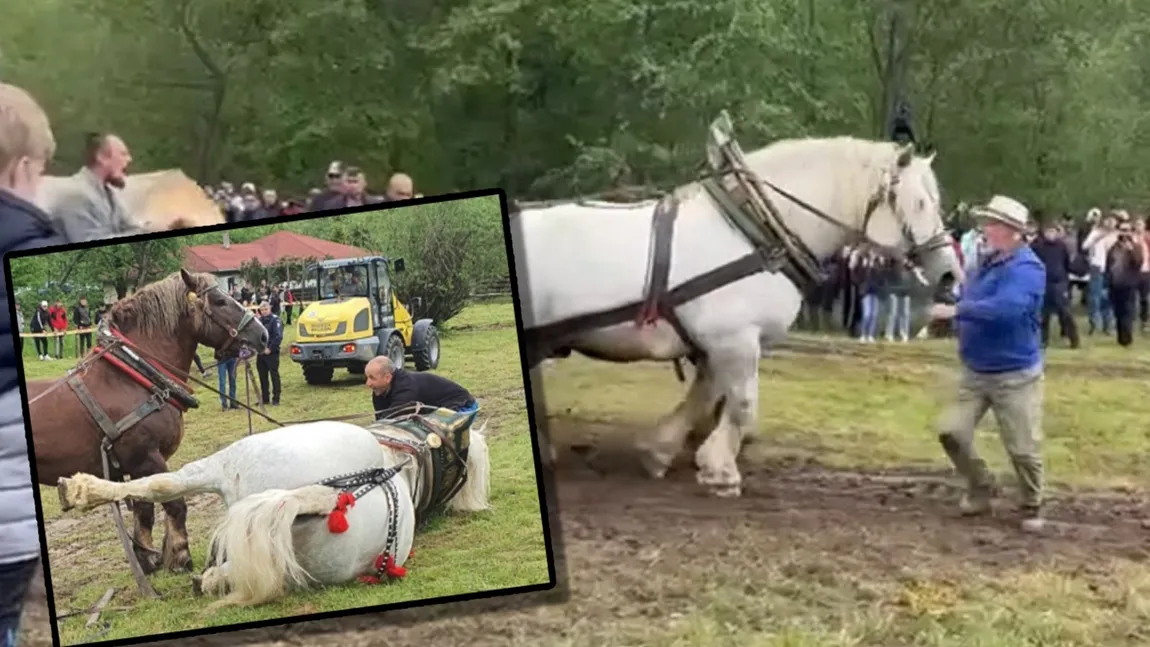 Cal de 20.000 euro, mort după un concurs în România. A câștigat marele premiu, apoi s-a prăbușit din picioare VIDEO